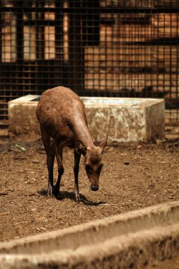 Hayvanat bahçesindeki genç geyikler