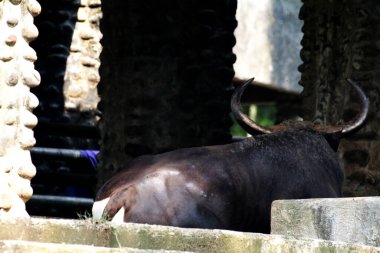 Siyah boğa çiftlikte