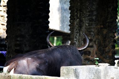 Siyah boğa çiftlikte