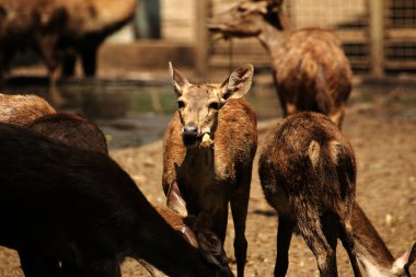 Hayvanat bahçesindeki genç geyikler