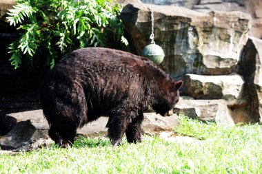 Hayvanat bahçesindeki büyük siyah ayı.