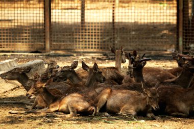 Ormandaki geyiklerin manzarası
