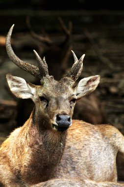 Ormandaki geyiklerin manzarası