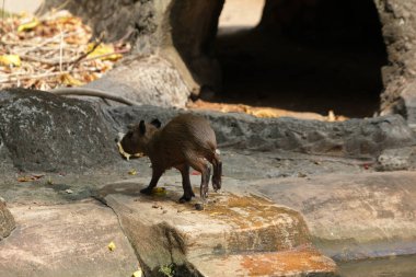 Ormandaki vahşi kapibaralar