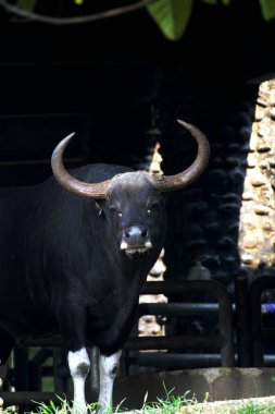 Siyah boğa çiftlikte