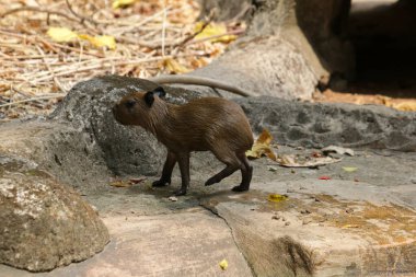 Ormandaki vahşi kapibaralar