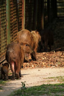 Ormandaki vahşi kapibaralar