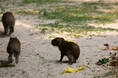 Ormandaki vahşi kapibaralar
