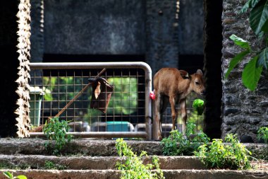 Hayvanat bahçesinde şirin bir buzağı