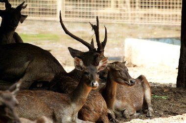 Ormandaki geyiklerin manzarası