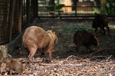 Ormandaki vahşi kapibaralar