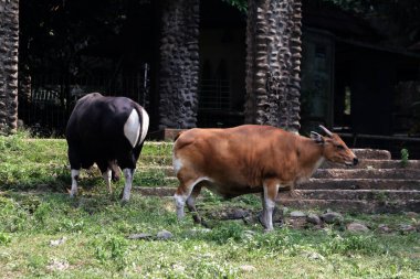 Siyah ve kahverengi boğalar çiftlikte.