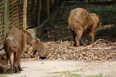 Ormandaki vahşi kapibaralar