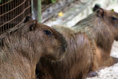 Ormandaki vahşi kapibaralar