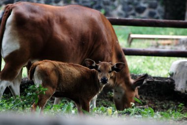 Annesiyle çiftlikte yaşayan genç bir buzağı.