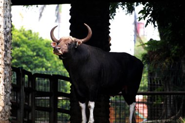Siyah boğa çiftlikte