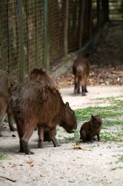 Ormandaki vahşi kapibaralar