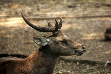 Ormandaki geyiklerin manzarası