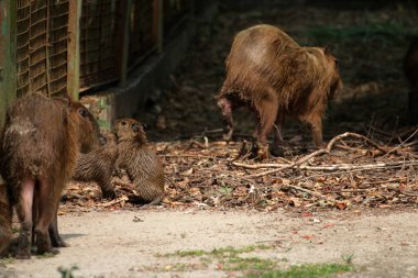 Ormandaki vahşi kapibaralar