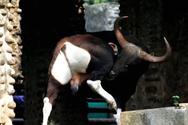 Siyah boğa çiftlikte