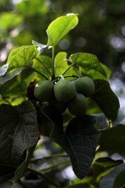 Ağaçtaki yeşil Jatropha 'ya yaklaş.