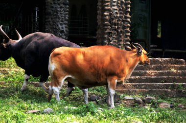 Siyah ve kahverengi boğalar çiftlikte.