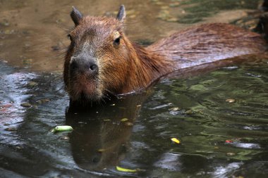 Suda tatlı kahverengi kapibaralar