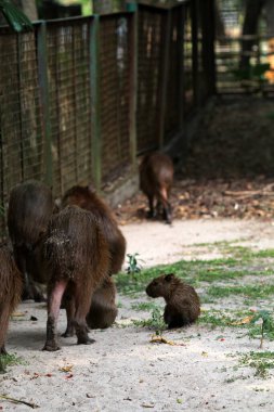Ormandaki vahşi kapibaralar