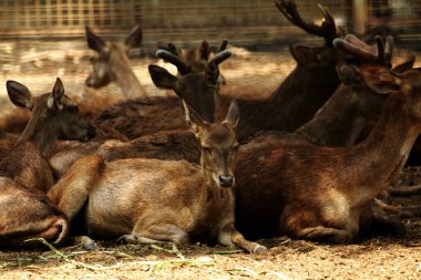 Ormandaki geyiklerin manzarası
