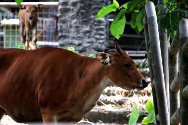 Annesiyle çiftlikte yaşayan genç bir buzağı.