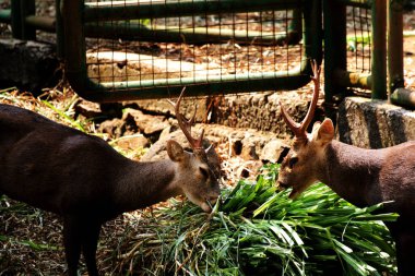 Ormandaki geyiklerin manzarası