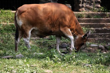 Çiftlikteki kahverengi boğa.