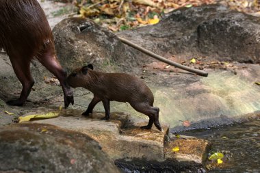 Göl kenarındaki vahşi kapibaralar.