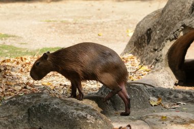 Ormandaki vahşi kapibaralar