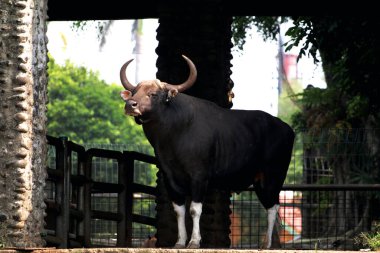 Siyah boğa çiftlikte