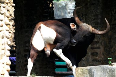 Siyah boğa çiftlikte