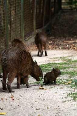 Ormandaki vahşi kapibaralar