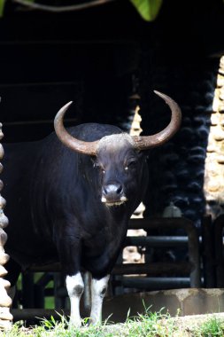 Siyah boğa çiftlikte