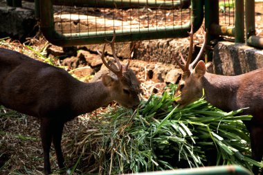 Ormandaki geyiklerin manzarası