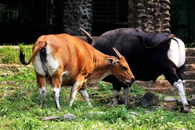 Siyah ve kahverengi boğalar çiftlikte.