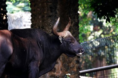 Siyah boğa çiftlikte