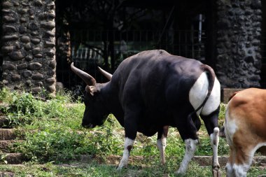 Siyah ve kahverengi boğalar çiftlikte.