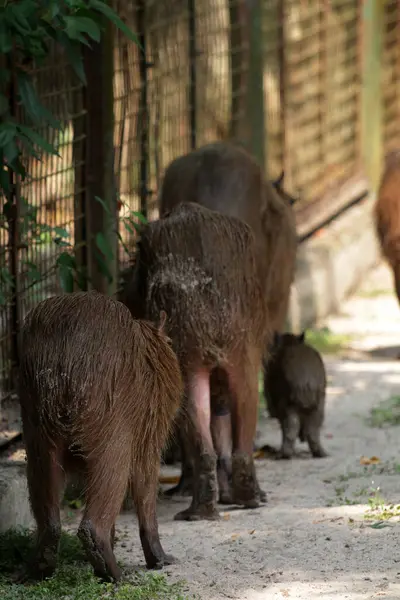 Ormandaki vahşi kapibaralar