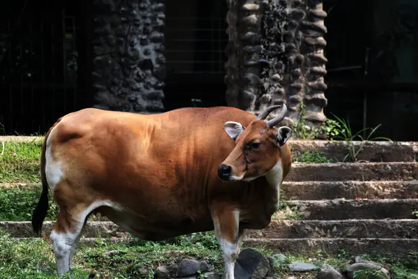 Çiftlikteki kahverengi boğa.