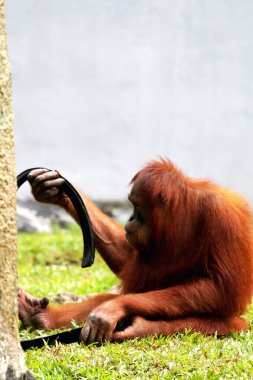 Hayvanat bahçesindeki çimlerin üzerinde kıllı kahverengi orangutan