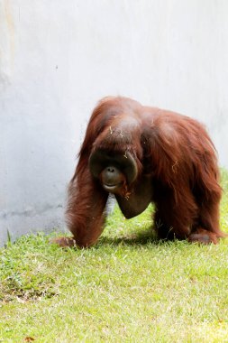 Hayvanat bahçesindeki çimlerin üzerinde kıllı kahverengi orangutan