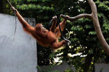 Bahçedeki ağaçlarda sallanan kırmızı bir orangutanın yakın plan çekimi.