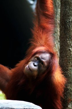 Hayvanat bahçesindeki erkek orangutana yakın çekim