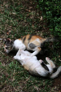 Şirin kediler bahçede yerde oynuyorlar