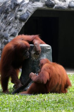 Hayvanat bahçesindeki iki orangutanın manzarası